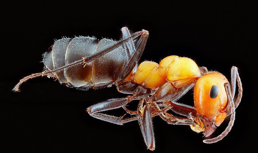 Ant Control service in Centennial, CO