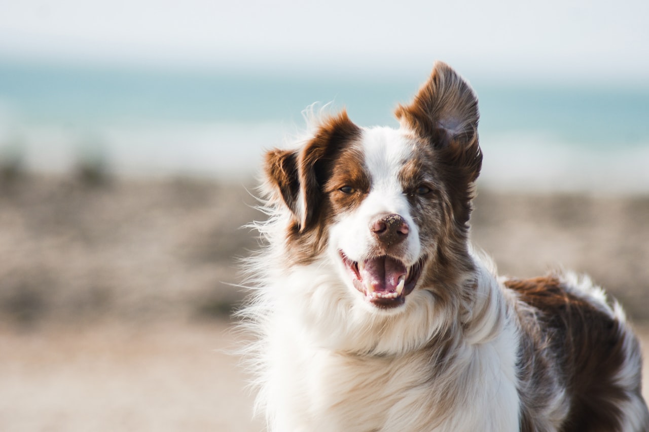 Flea & Tick Control service in Centennial, CO