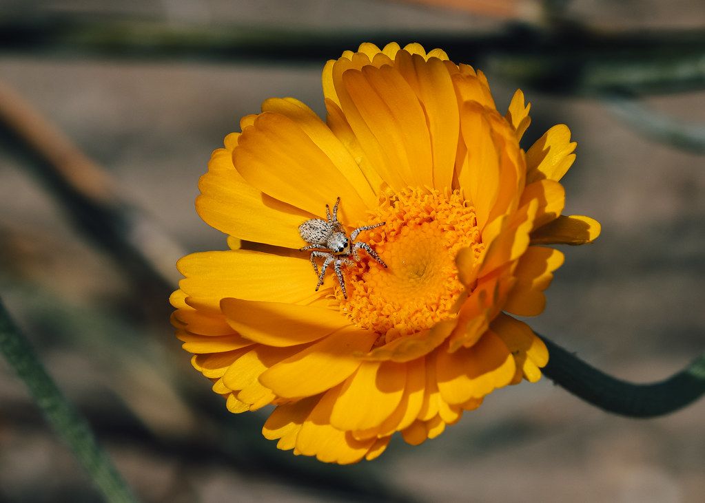 Spider Control service in Centennial, CO